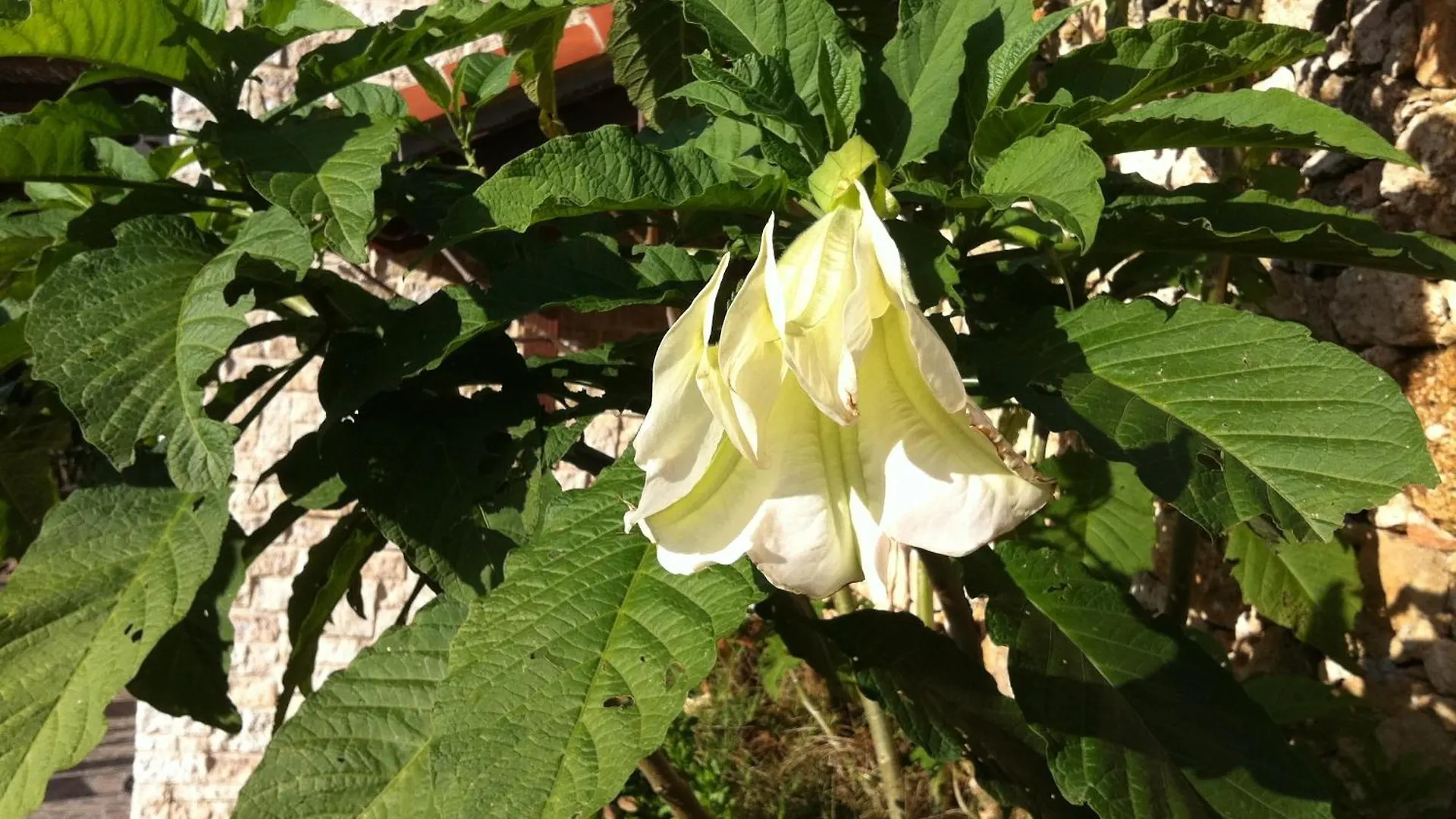 Vakantieboerderij Agriturismo La Rocca Di Perti Finale Ligure