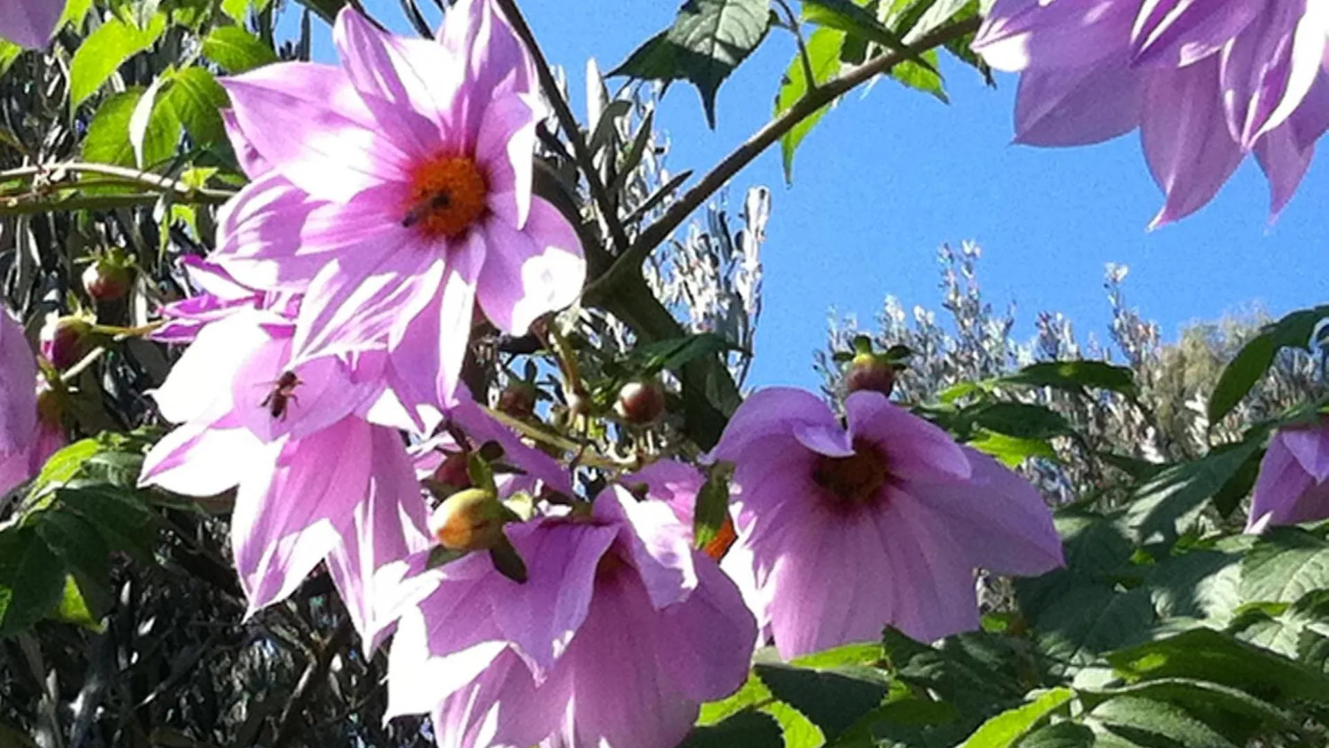 Vakantieboerderij Agriturismo La Rocca Di Perti Finale Ligure Italië